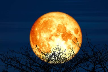 Süper Sturgeon Ay ve siluet hindistan cevizi ağacı dağı gece gökyüzünde