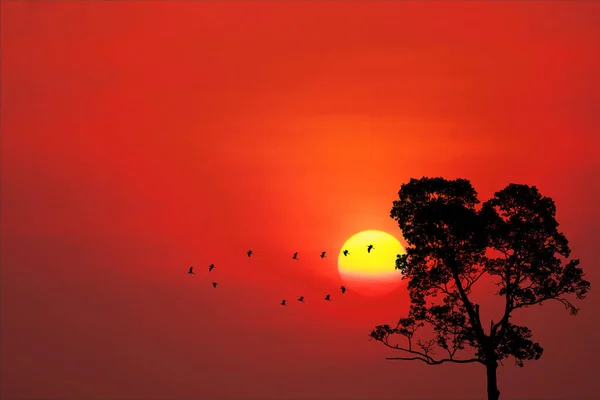 Ηλιοβασίλεμα Πίσω Στη Σιλουέτα Πουλιά Πετούν Μακριά Σπίτι Και Δέντρο — Φωτογραφία Αρχείου