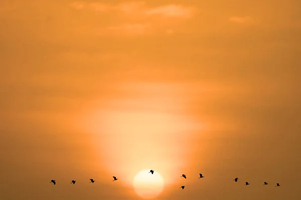 Pôr Sol Luz Noite Nuvem Laranja Céu Pássaros Voando — Fotografia de Stock