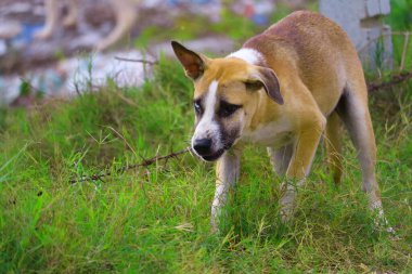 İki gözlü sokak köpeğine çapraz üreme neden olur ya da genlerdeki anormallikler neden olur.