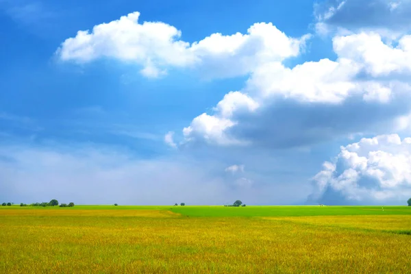 Landwirtschaft Jasmin Reisfeld Und Weicher Nebel Morgen Blauer Himmel Weißer — Stockfoto