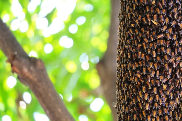 Honig Ist Ein Nektar Der Aus Natürlichen Blumen Gewonnen Wird — Stockfoto