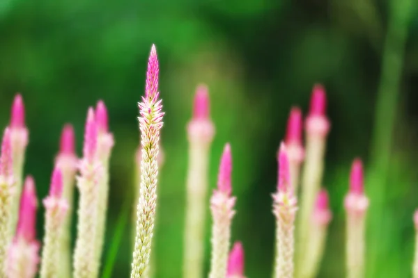 Chainese Ull Blomma Nytta Rötterna Har Bitter Smak Fördelen Tonic — Stockfoto