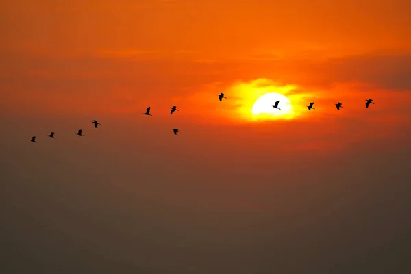 Naplemente Este Narancs Vörös Sötét Felhő Égen Madarak Repül Haza — Stock Fotó