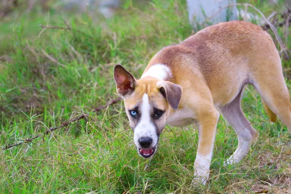 Perro Callejero Dos Ojos Causado Por Cruzamiento Causado Por Anormalidades — Foto de Stock