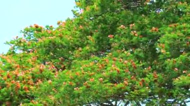 Doğu Hindistan Cevizi, Maymun Kapsülü, Yağmur Ağacı, Pembe çiçekler ve bkue gökyüzü arka planı