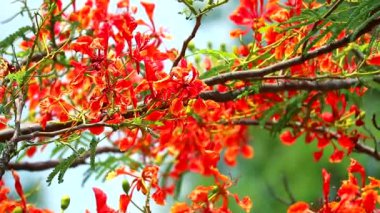 Royal Poinciana yağmur mevsiminde rüzgarla hareket ediyor.