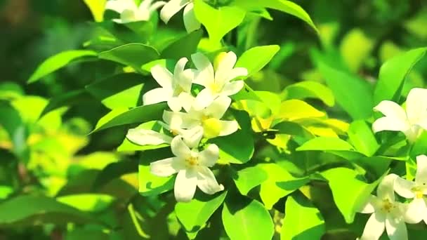 Orang Jessamine, China Box Tree, Andaman Satinwood flores estão florescendo e liberando fragrância para atrair insetos — Vídeo de Stock