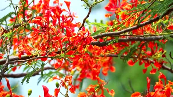 Royal Poinciana v parku pohybující se větrem v období dešťů — Stock video