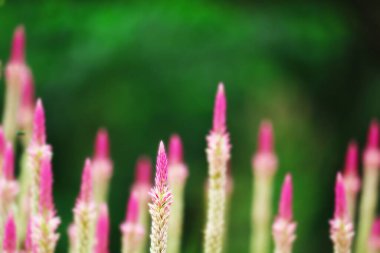 Çin yünü çiçek faydasının kökleri acı bir tada sahiptir. Faydası, vücudun beslenmesi için bir toniktir.