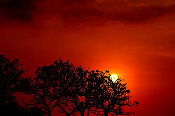 Φλόγα Κόκκινο Πορτοκαλί Κίτρινο Ουρανό Στο Ηλιοβασίλεμα Πίσω Σιλουέτα Δέντρο — Φωτογραφία Αρχείου