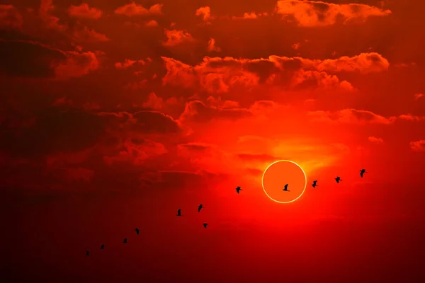 日偏食现象在轮廓上的鸟在海面上飞翔 在日落的红天上 — 图库照片