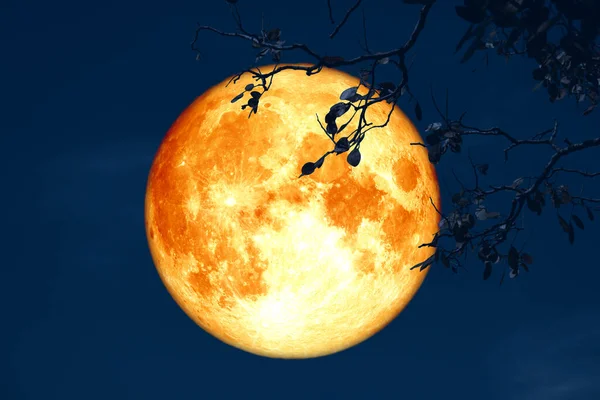 Супер Buck Місяць Нічному Червоному Небі Силует Дерева Елементи Цього — стокове фото