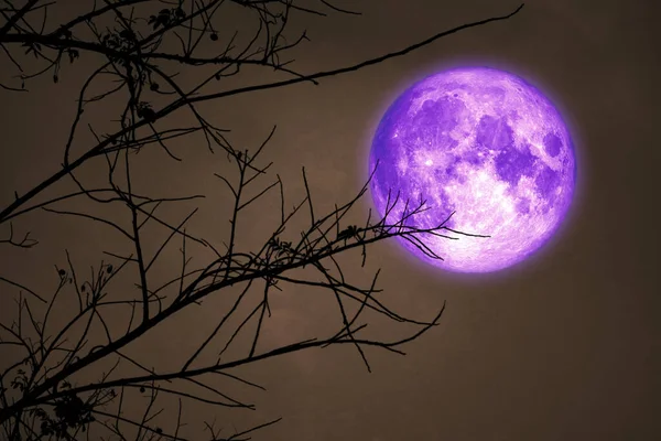 Super Oscuro Cosecha Púrpura Luna Noche Cielo Espalda Árbol Ramas — Foto de Stock