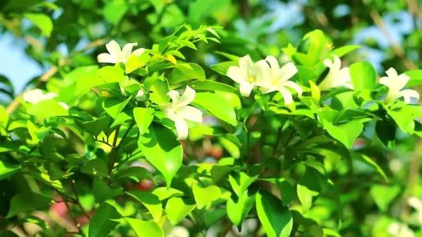 Andaman Satinwood bloemen bloeien en het vrijgeven van geur om insecten te lokken in regenachtige — Stockvideo