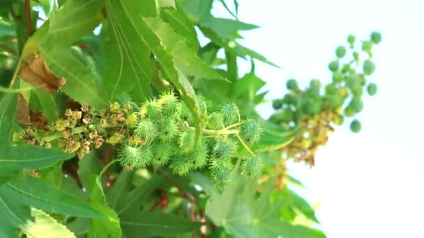 Olej rycynowy zaklasyfikowany jako krzew lub mała bylina w ogrodzie — Wideo stockowe