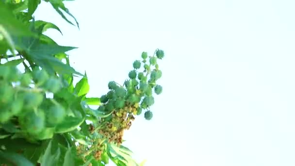 Φυτό καστορέλαιο Κατατάσσεται ως θάμνος ή μικρό πολυετές με ύψος έως 6 μέτρα — Αρχείο Βίντεο