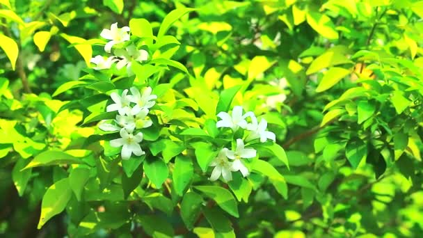 China Box Tree flowers are blooming and releasing fragrance to lure insects — Stock Video