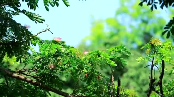 Цветочные деревья и размытый фон — стоковое видео