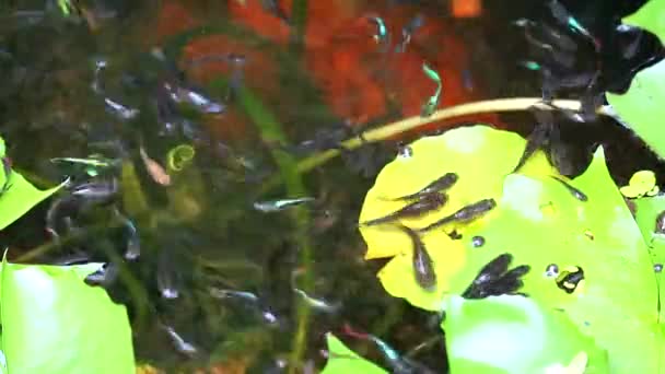 Guppies peces nadando ming en el agua y lirio pad — Vídeos de Stock