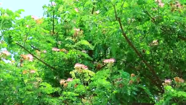 Árbol de la lluvia, Nogal de las Indias Orientales, Mono Pod flores rosadas — Vídeo de stock