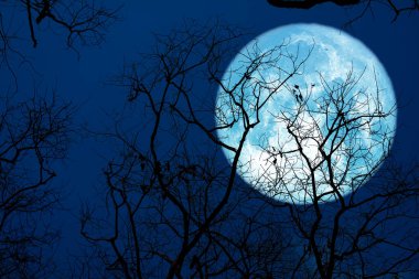 Gece gökyüzünde mersin mavisi ay ve siluet ağacı NASA tarafından döşenmiş bu görüntünün elementleri
