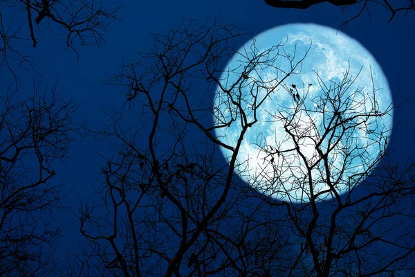 Esturión Azul Luna Silueta Árbol Cielo Nocturno Elementos Esta Imagen — Foto de Stock