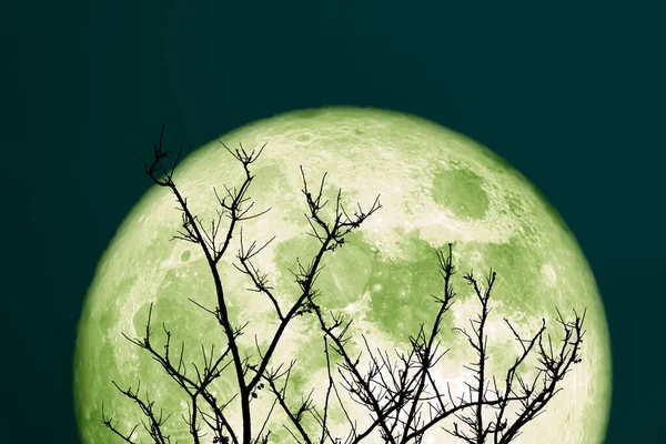Super Hijau Sturgeon Bulan Dan Pohon Siluet Langit Malam Elemen — Stok Foto