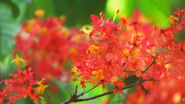 Asoka, Saraca, Sorrowless boom boeket bloemen bloeit in de zomer — Stockvideo