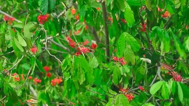 Asoka, Saraca, Sorrowless tree bouquet flowers move by wind — Stock Video