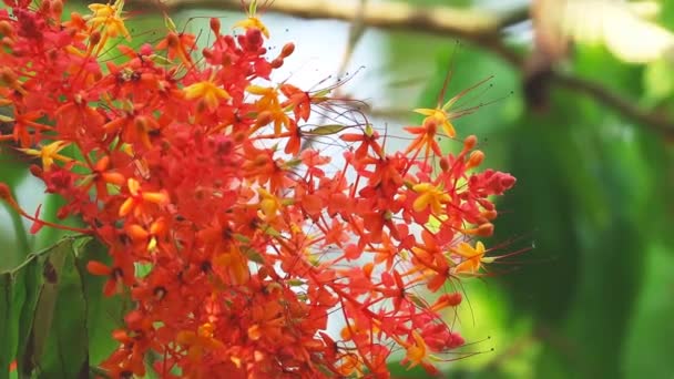 Asoka, Saraca, Bouquet d'arbres sans douleur fleurs rouges dans le jardin en été — Video