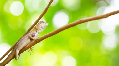 Kuru ağaç üzerinde kertenkele ve yazın bulanık bahçe arka planı