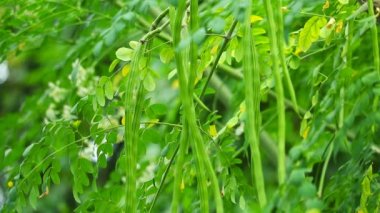 Moringa yüksek C vitamini içerir. Bu yüzden güçlü bir bağışıklık güçlendirici soğuk algınlığına karşı koyabilir.