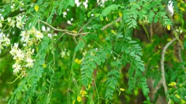 Moringa tohumları ve kapsülleri kan basıncını düşürür.
