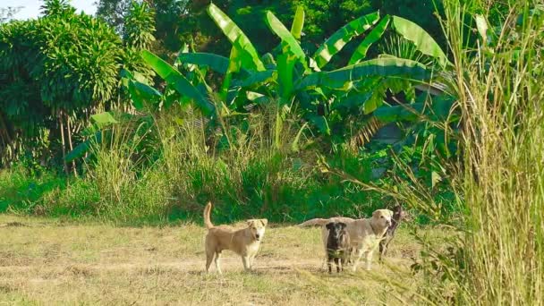 Anjing merupakan masalah dalam pengiriman barang dan produk kepada pelanggan di daerah perdesaan — Stok Video