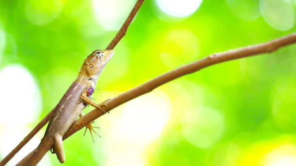 Lagarto en árbol de ramas secas y fondo de jardín borroso en el verano — Vídeo de stock