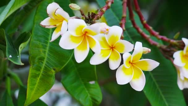 Plumeria é popular como uma planta ornamental no jardim — Vídeo de Stock