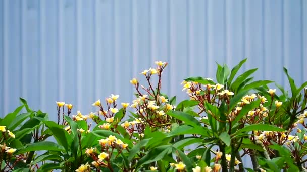 Plumeria är populärt som prydnadsväxt i parken — Stockvideo