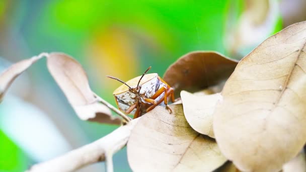 Apesta a insecto en hojas secas y fondo de jardín borroso — Vídeos de Stock