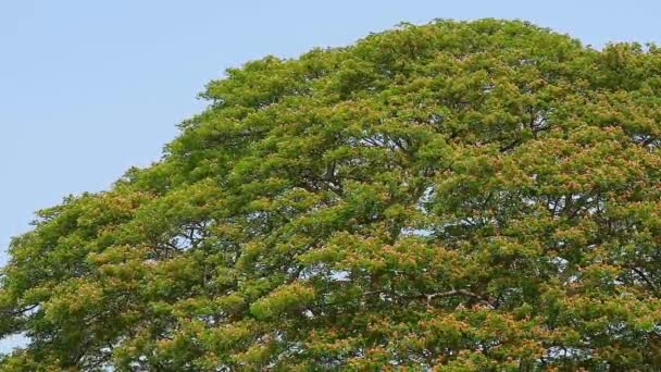 Monkey Pod, Árbol de la lluvia, Nuez de la India Oriental flor rosa y el cielo — Vídeos de Stock