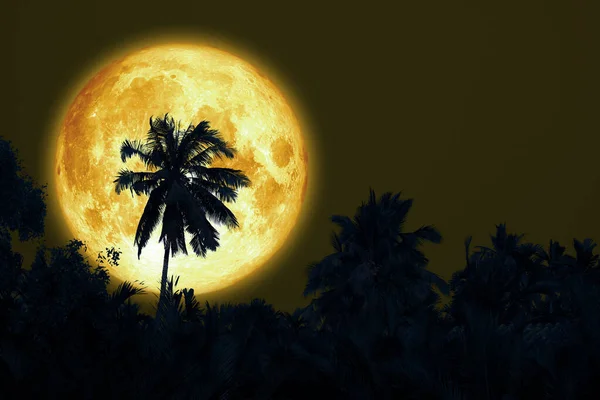 Full Sturgeon Moon Silhouette Coconut Tree Dark Night Sky Elements — Stock Photo, Image