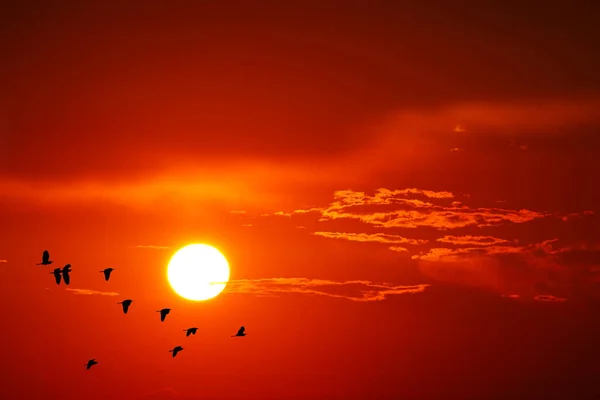 Ηλιοβασίλεμα Πορτοκαλί Κόκκινο Σύννεφο Στον Κίτρινο Ουρανό Και Σιλουέτα Πουλιά — Φωτογραφία Αρχείου