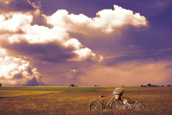 하늘에 구름이 재스민 밭에서 자전거 농사를 — 스톡 사진