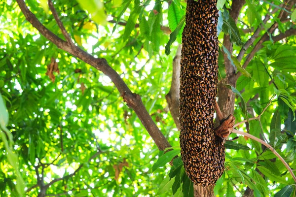 Bienenprodukte Sind Ein Nahrhaftes Nahrungsergänzungsmittel Für Viele Arten Von Körpern — Stockfoto