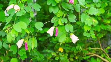 Bauhinia Monandra süs çiçeği olarak ekilmiş kabuk iplik ya da ip yapımında kullanılabilir.