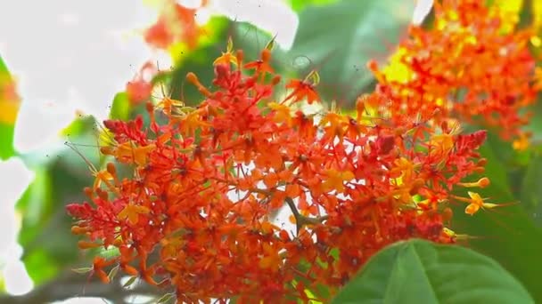 Asoka, Saraca, Bouquet d'arbres sans douleur fleurs rouges se déplacent par le vent — Video