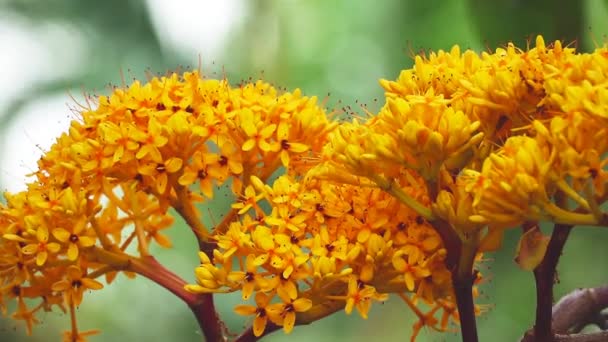 Asoka, Saraca, Bouquet de fleurs rouges sans douleur dans le jardin — Video