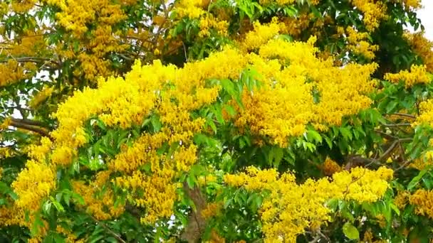 Birmânia padauk árvore flores amarelas florescendo no verão — Vídeo de Stock