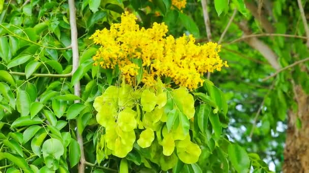 Burmesiska Padauk träd, gula blommor blommar pÃ ¥sommaren — Stockvideo