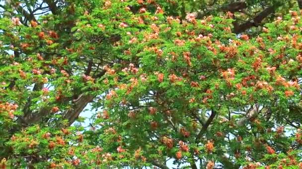 Nogal de las Indias Orientales, Bacalao Mono, Árbol de la Lluvia, flores rosadas y fondo cielo bkue — Vídeos de Stock